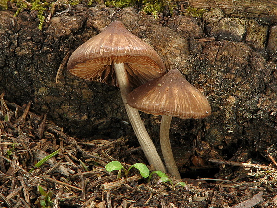 hodvábnica Entoloma sp.