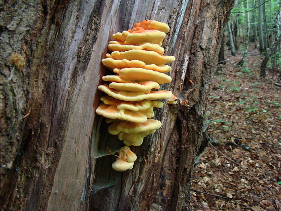 sírovec obyčajný Laetiporus sulphureus (Bull.) Murrill