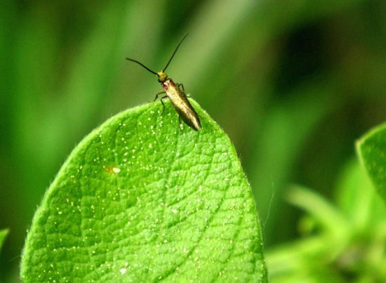 potočníkovec záružľový Micropterix calthella