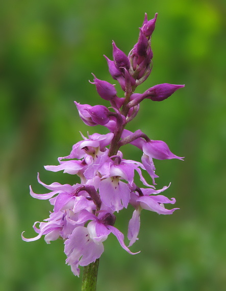 vstavač mužský poznačený Orchis mascula subsp. signifera (Vest) Soó