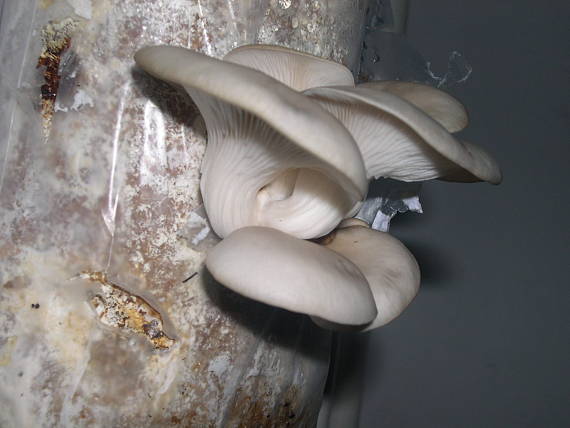 hliva ustricovitá Pleurotus ostreatus (Jacq.) P. Kumm.