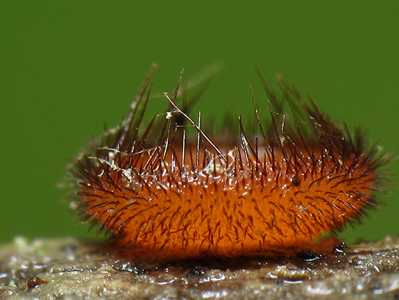 štítovnička Scutellinia sp.