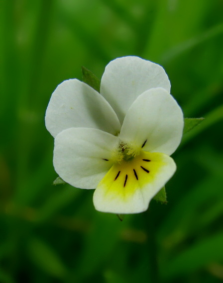 fialka Viola