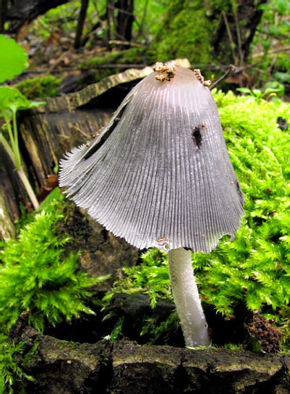 hnojník Coprinus sp.