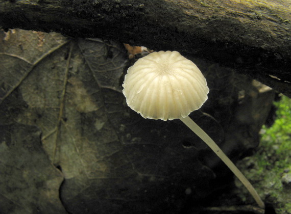 tanečnica Marasmius sp.