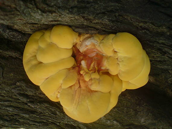 sírovec obyčajný Laetiporus sulphureus (Bull.) Murrill