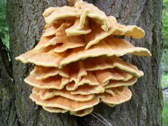 sírovec žlutooranžový - Sírovec obyčajný Laetiporus sulphureus (Bull.) Murrill