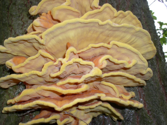 sírovec žlutooranžový - Sírovec obyčajný Laetiporus sulphureus (Bull.) Murrill