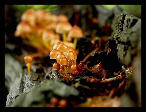 prilbička žltohlúbiková Mycena renati Quél.