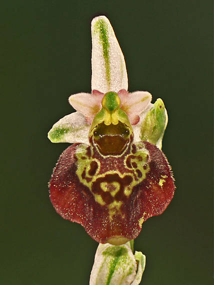 z očí do očí Ophrys holoserica (Burm. F.) Greuter