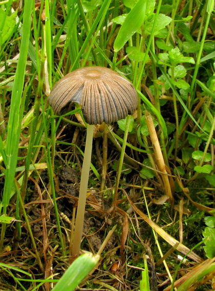 hnojník Parasola sp.