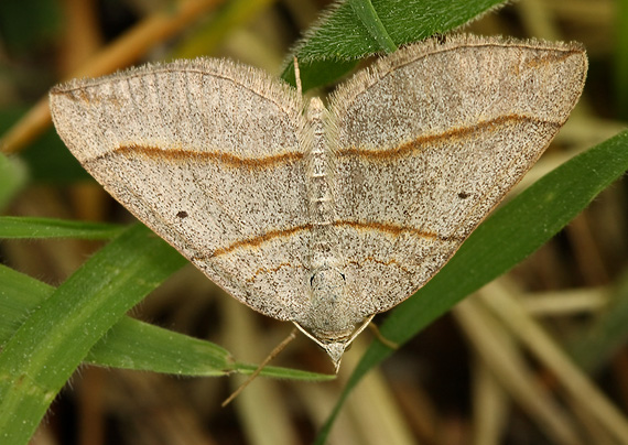 piadivka podobná Scotopteryx mucronata