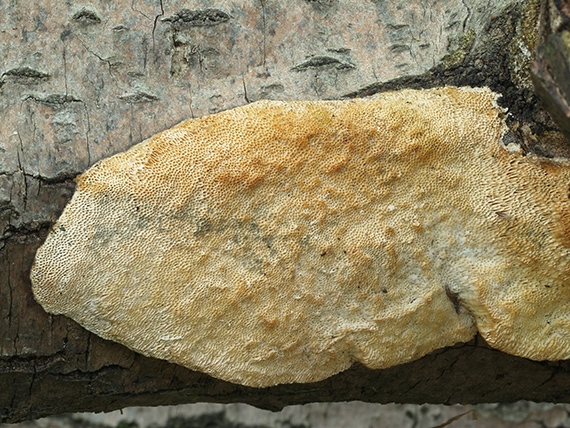 trúdnikovec Trametes sp.