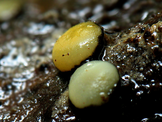 mihavka Vibrissea leptospora (Berk. & Broome) W. Phillips