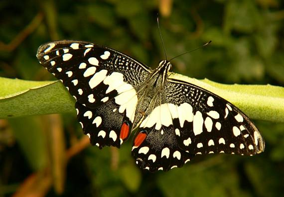 botanická záhrada UPJŠ v Košiciach