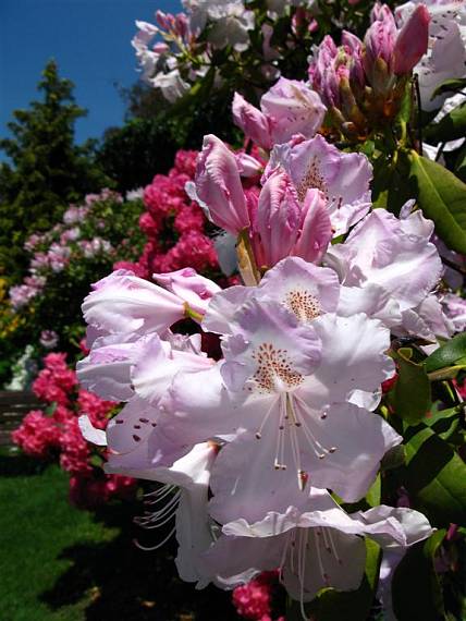 beauty rhododendron