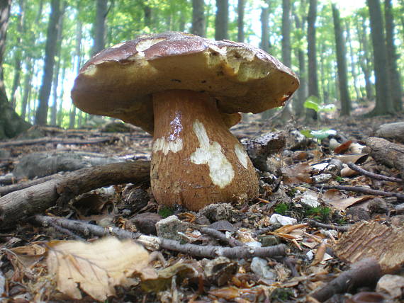 hríb sosnový Boletus pinophilus Pil. et Dermek in Pil.