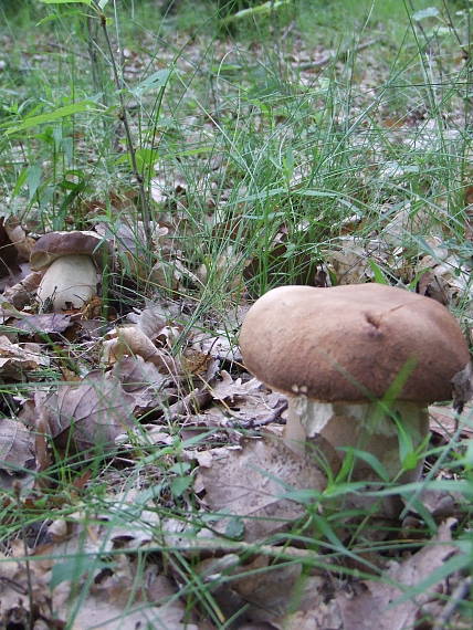 prvy  Boletus reticulatus Schaeff.