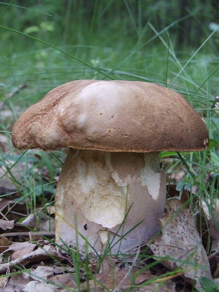 hríb dubový Boletus reticulatus Schaeff.