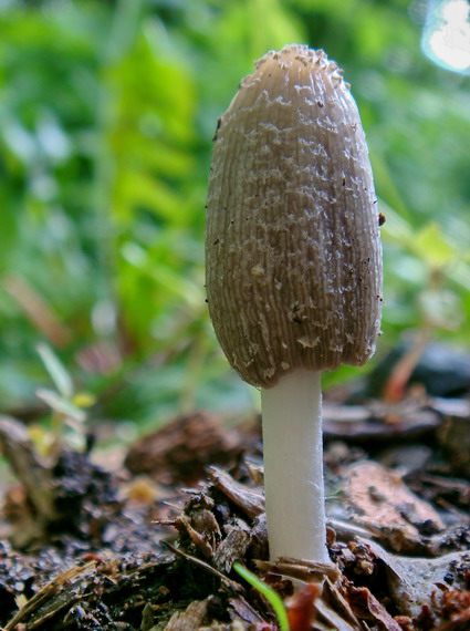 hnojník vločkatý Coprinellus flocculosus (DC.) Vilgalys, Hopple & Jacq. Johnson