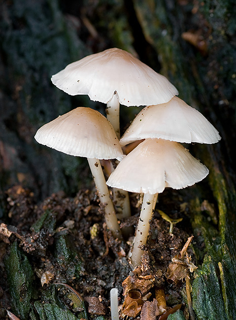 prilbička Mycena sp.