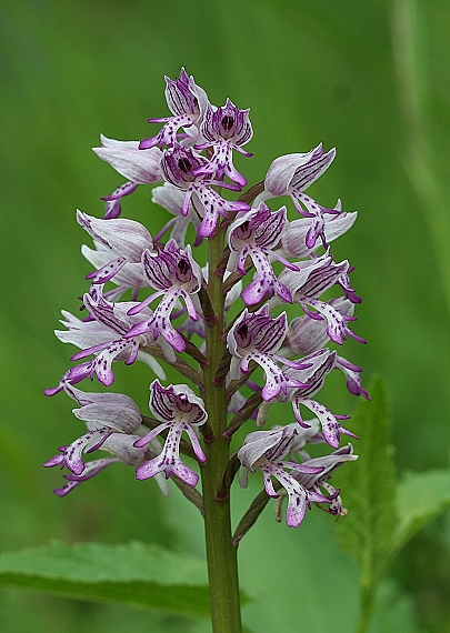 vstavač vojenský Orchis militaris L.