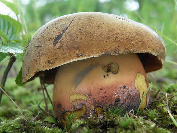 hríb zrnitohlúbikový Sutorius luridiformis (Rostk.) G. Wu & Zhu L. Yang