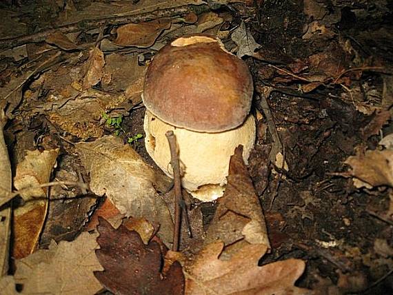 hríb dubový Boletus reticulatus Schaeff.