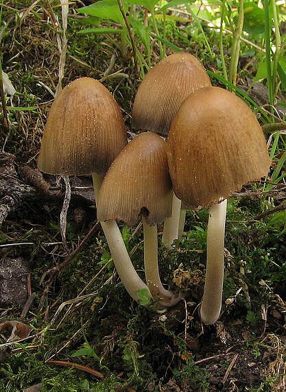 hnojník Coprinus sp.