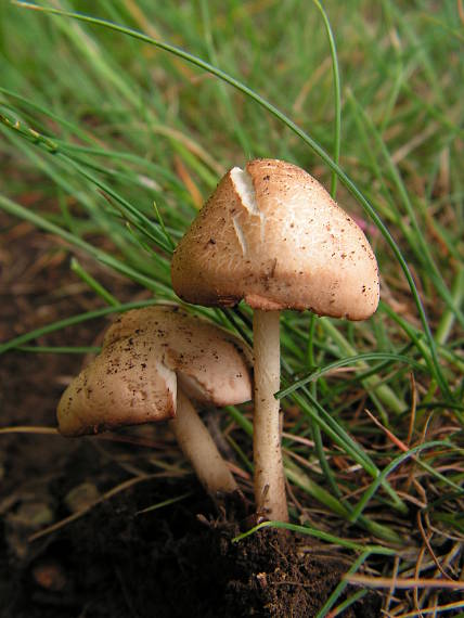 tanečnica poľná Marasmius oreades (Bold.:Fr.) Fr.