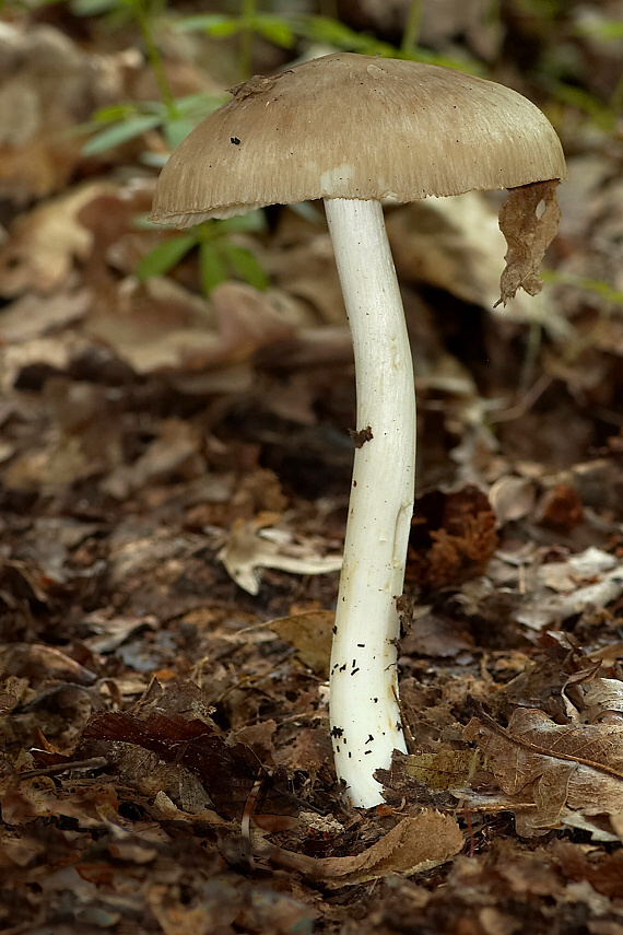 povraznica širokolupeňová Megacollybia platyphylla (Pers.) Kotl. & Pouzar