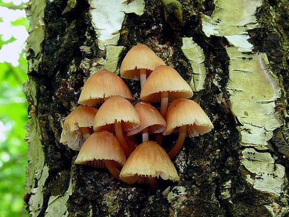 prilbička Mycena sp.