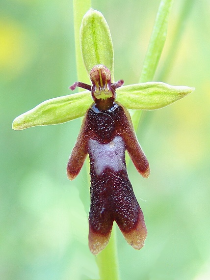 hmyzovník muchovitý Ophrys insectifera L.