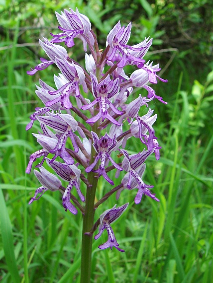 vstavač vojenský Orchis militaris L.