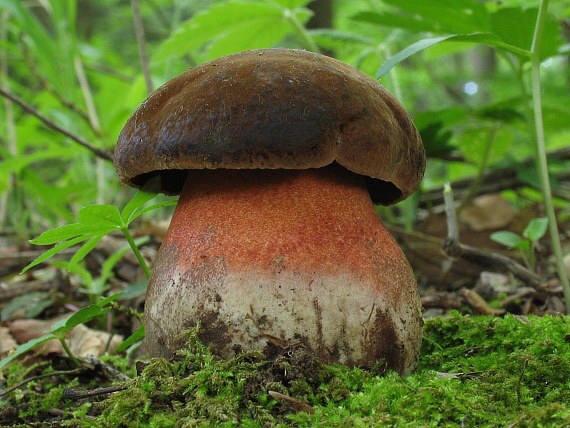 hríb zrnitohlúbikový. Sutorius luridiformis (Rostk.) G. Wu & Zhu L. Yang