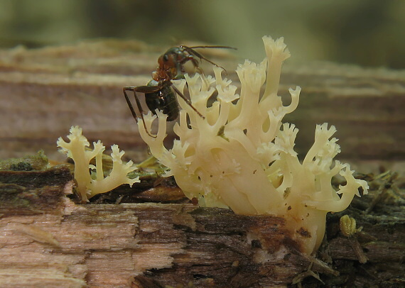 korunovec svietnikovitý Artomyces pyxidatus (Pers.) Jülich