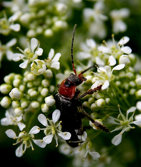 snehuľčík obyčajný Cantharis rustica