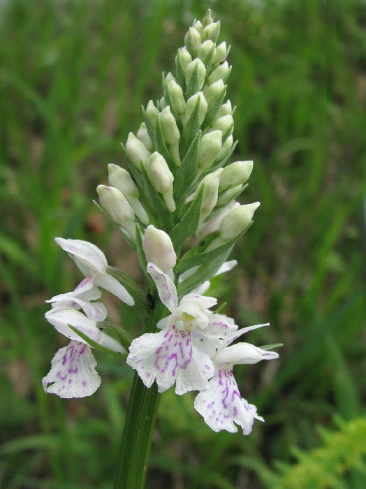 vstavačovec fuchsov soóov Dactylorhiza fuchsii subsp. sooana (Borsos) Borsos