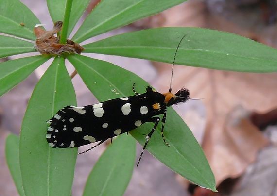 moľa ozdobná  Euplocamus anthracinalis