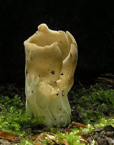 chriapač kalíškovitý Helvella acetabulum (L.) Quél.