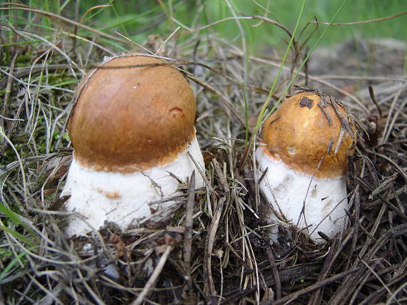 kozák osikový Leccinum albostipitatum den Bakker & Noordel.