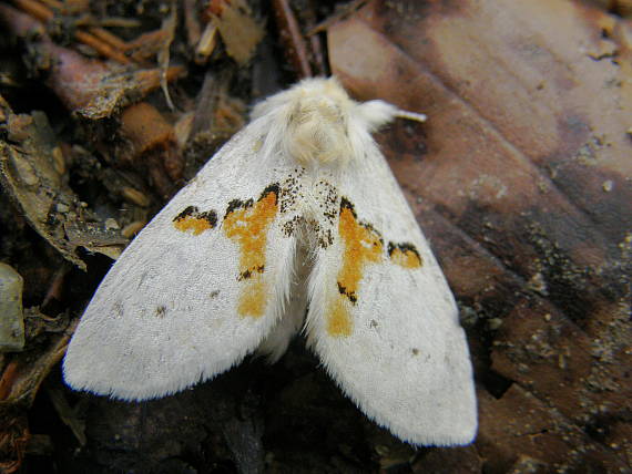 hřbetozubec dvoubarvý Leucodonta bicoloria