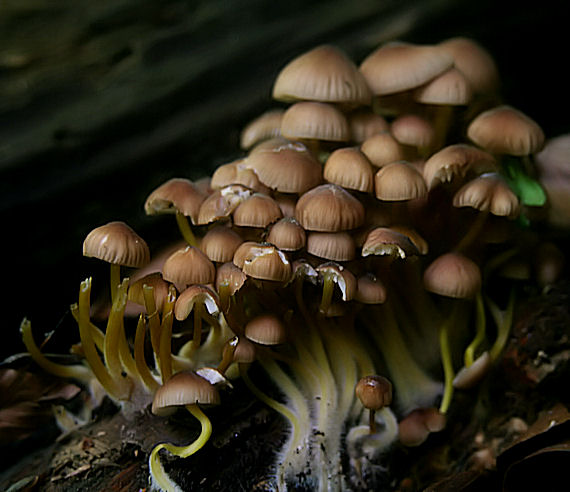 prilbička žltohlúbiková  Mycena renati Quél.