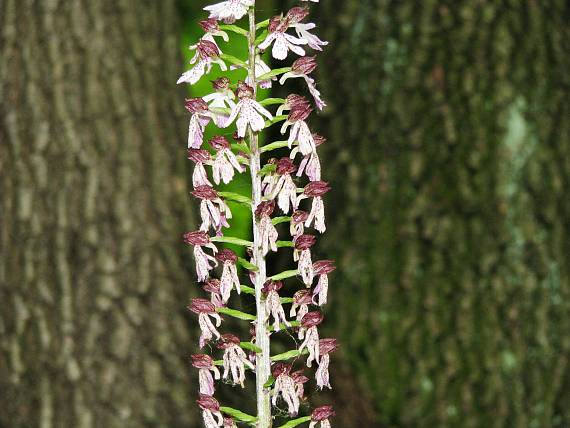 vstavač purpurový Orchis purpurea Huds.