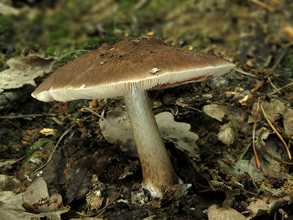 štítovka jelenia Pluteus cervinus (Schaeff.) P. Kumm.