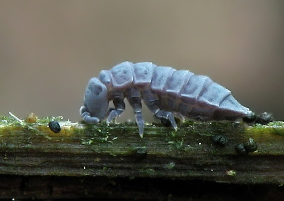 chvostoskok Tetrodontophora bielansensis