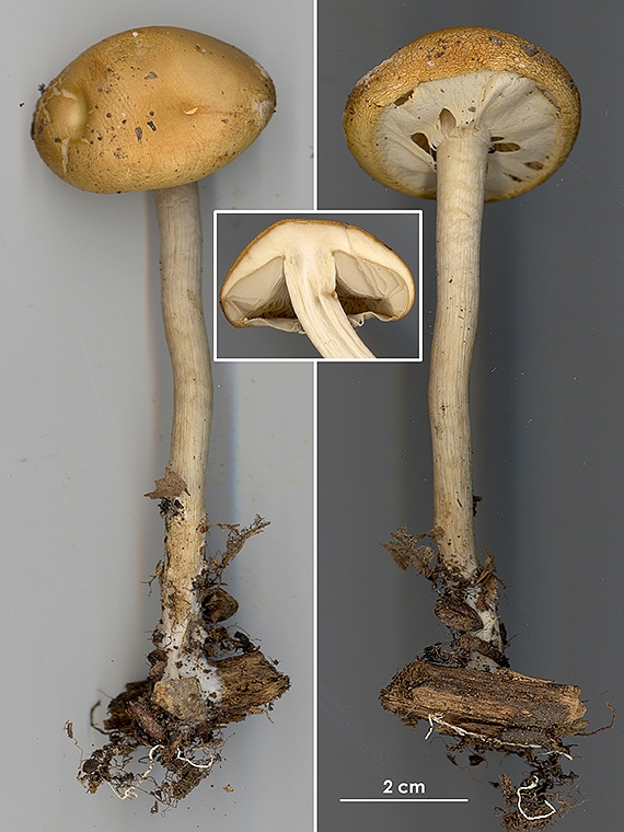 poľnička včasná Agrocybe praecox (Pers.) Fayod