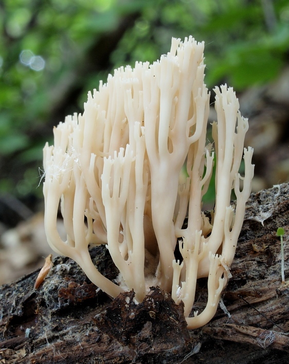 korunovec svietnikovitý Artomyces pyxidatus (Pers.) Jülich