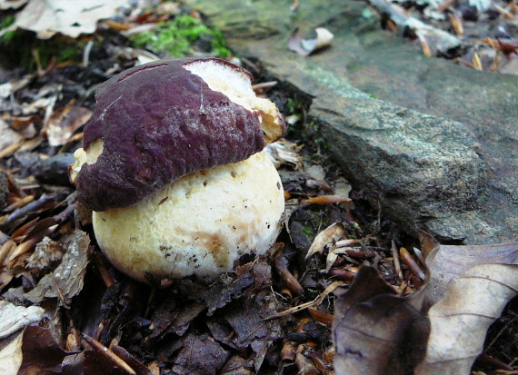 hríb sosnový Boletus pinophilus Pil. et Dermek in Pil.