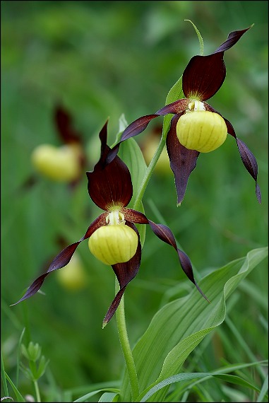 črievičník papuckový Cypripedium calceolus L.